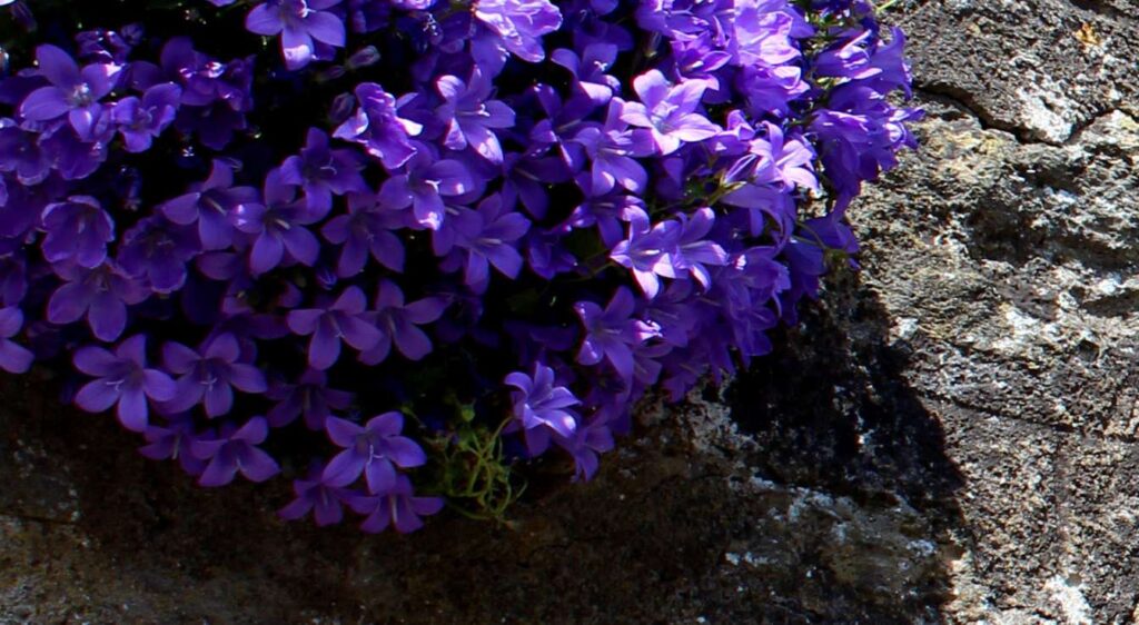 campanule de mur