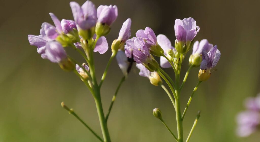 cardamines des prés plant