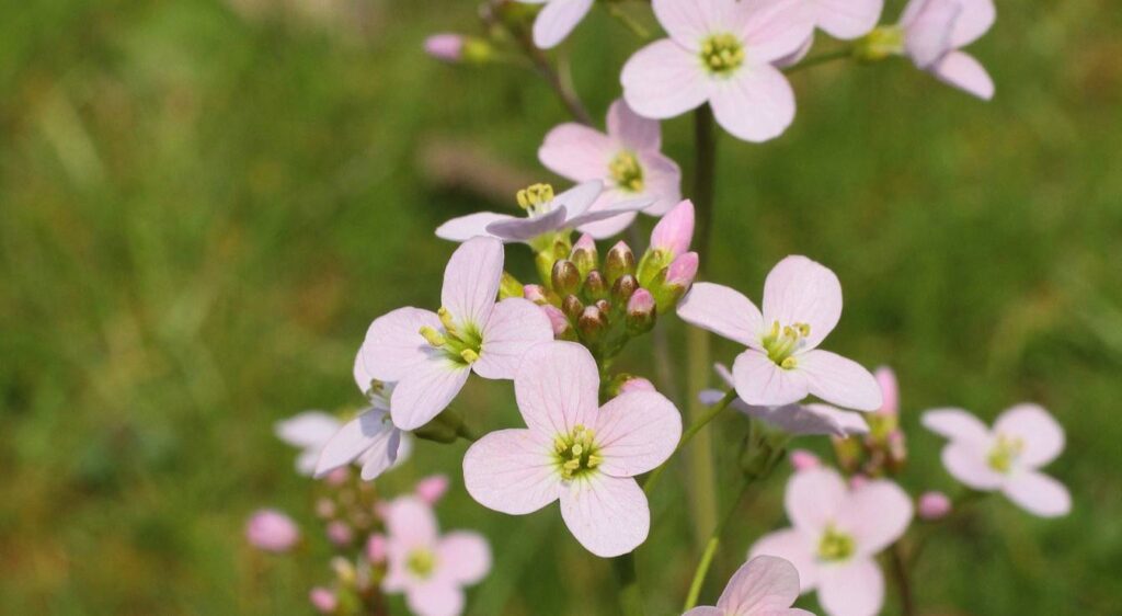 fleur cardamines des prés