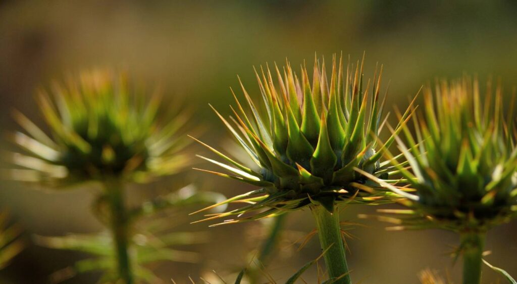 Cynara cardunculus