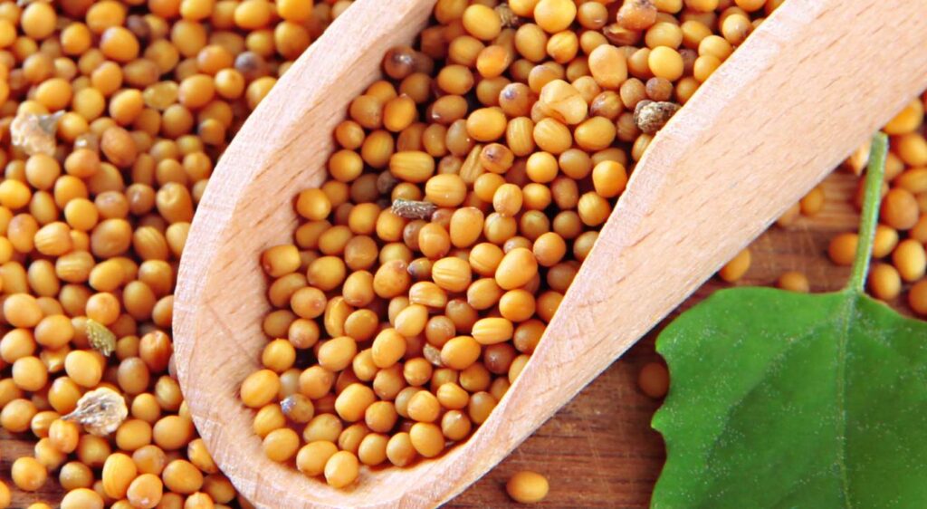 graines de moutarde