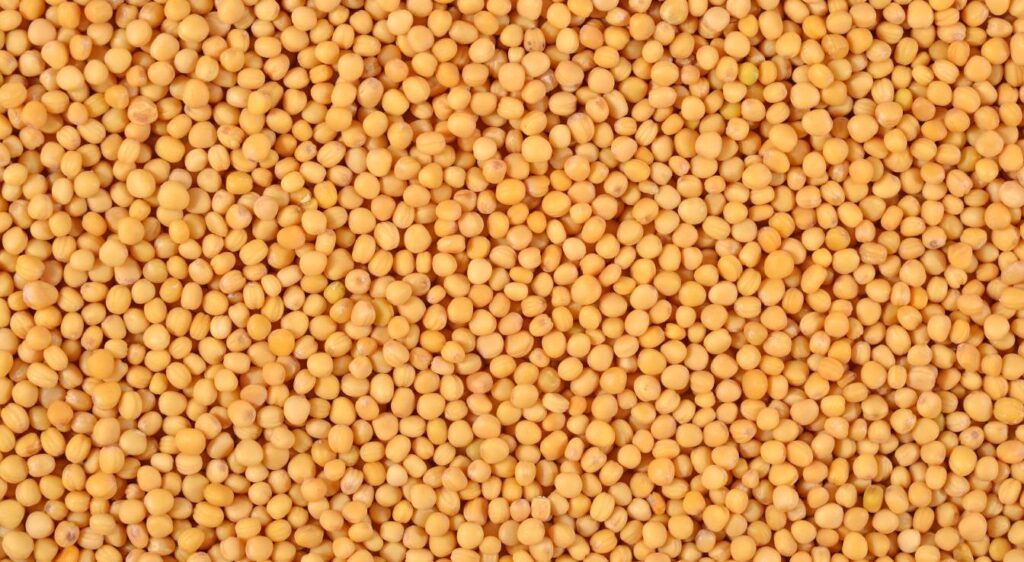 graine de moutarde plante