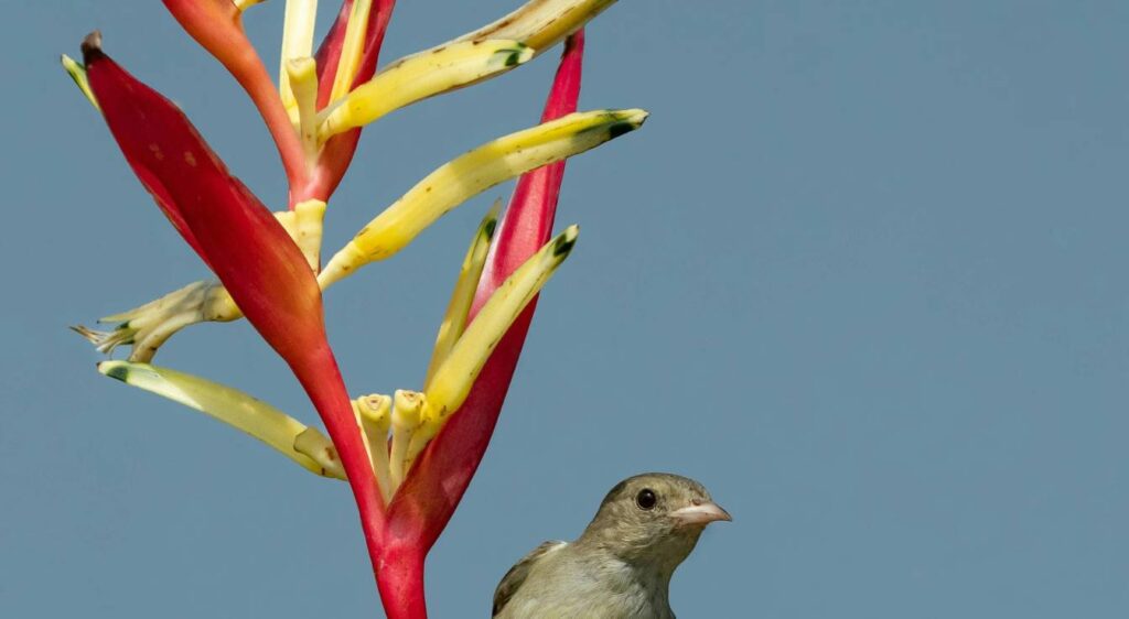 heliconia schiedeana