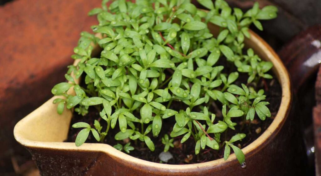 lepidium sativum plant