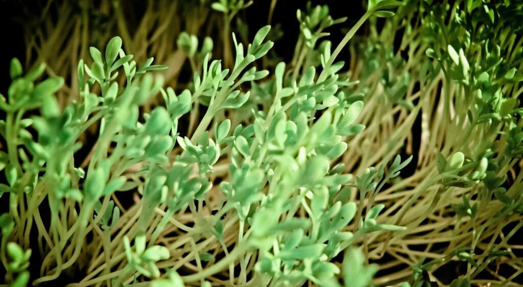 plant lepidium sativum