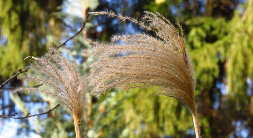 Miscanthus sinensis
