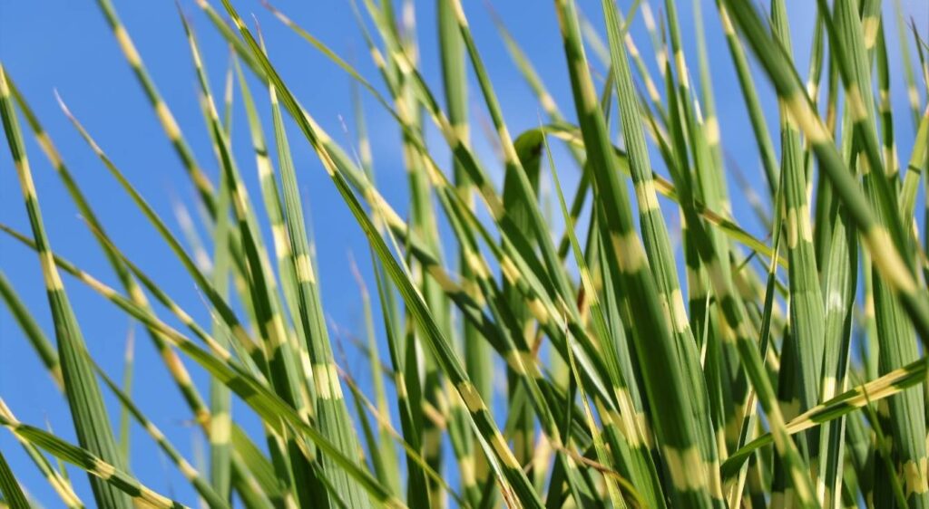 Miscanthus sinensis strictus