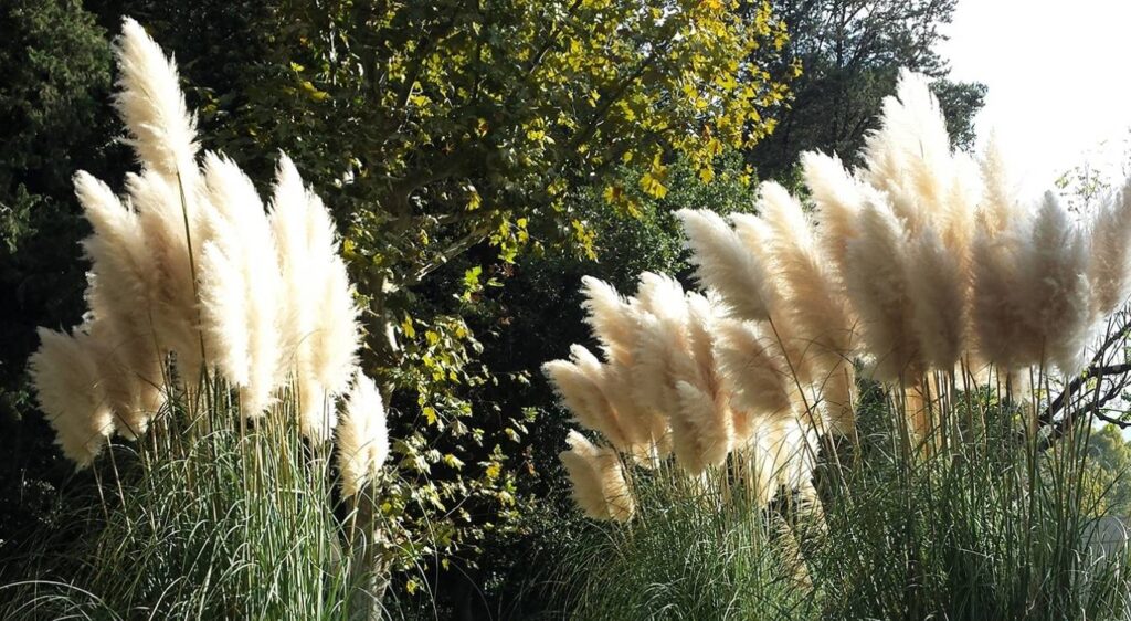 Miscanthus sinensis