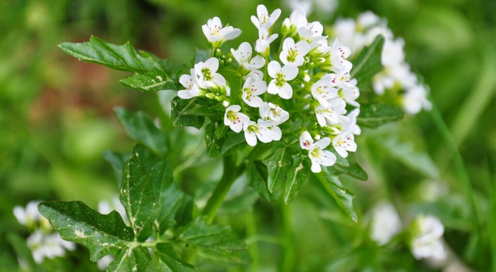 nasturtium officinale fleur