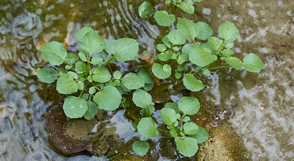 nasturtium officinale plant