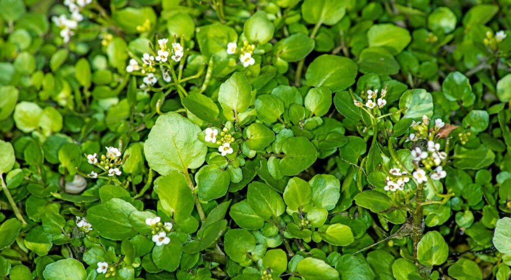 plant nasturtium officinale