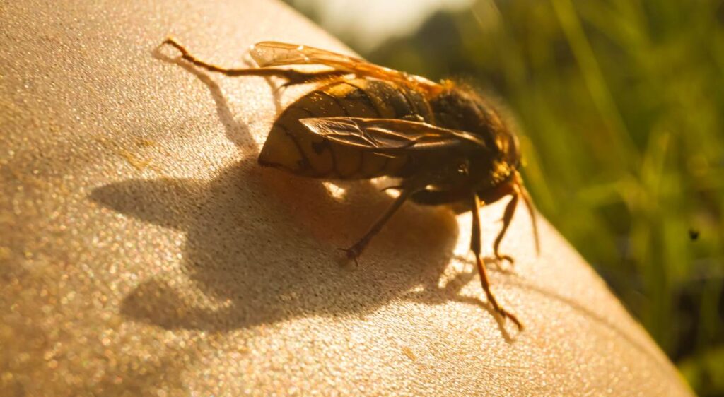piqûre frelon douleur combien de temps