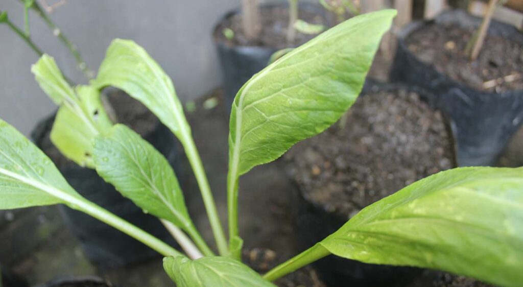 planter de la moutardes