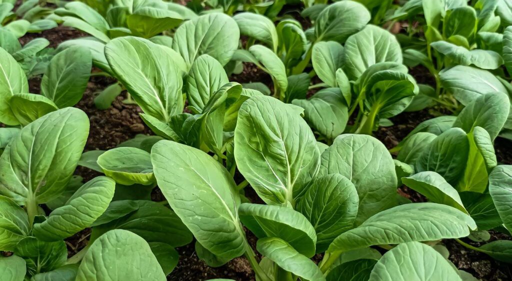 planter de la moutarde feulle