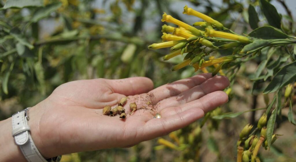 planter de la moutarde graine