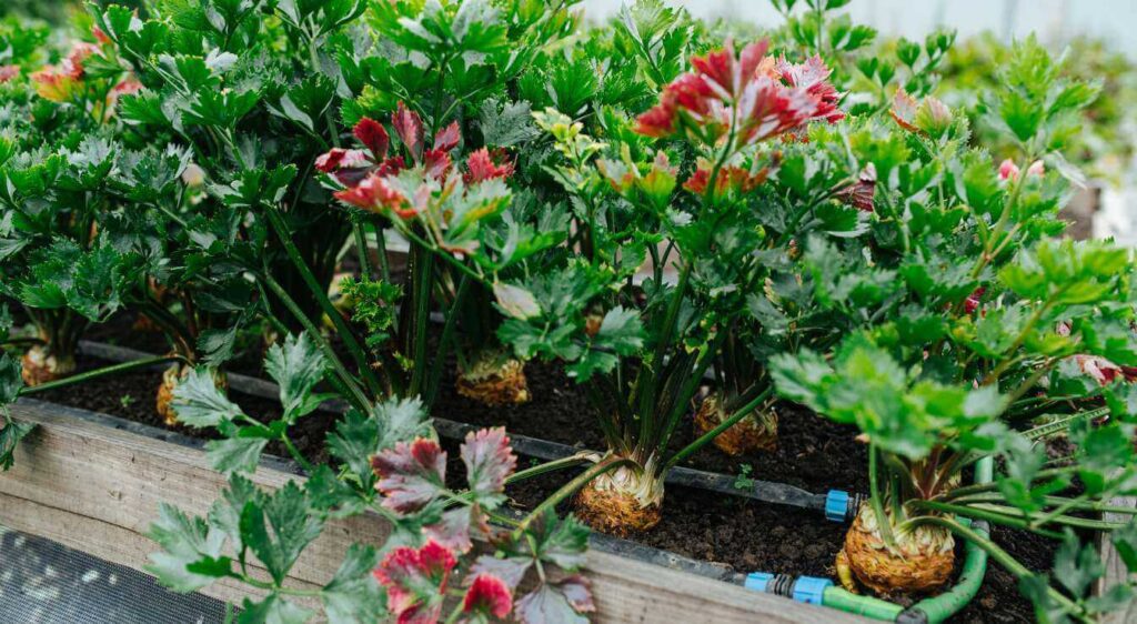 planter le céleri rave