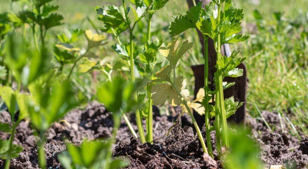 quand planter le céleri rave