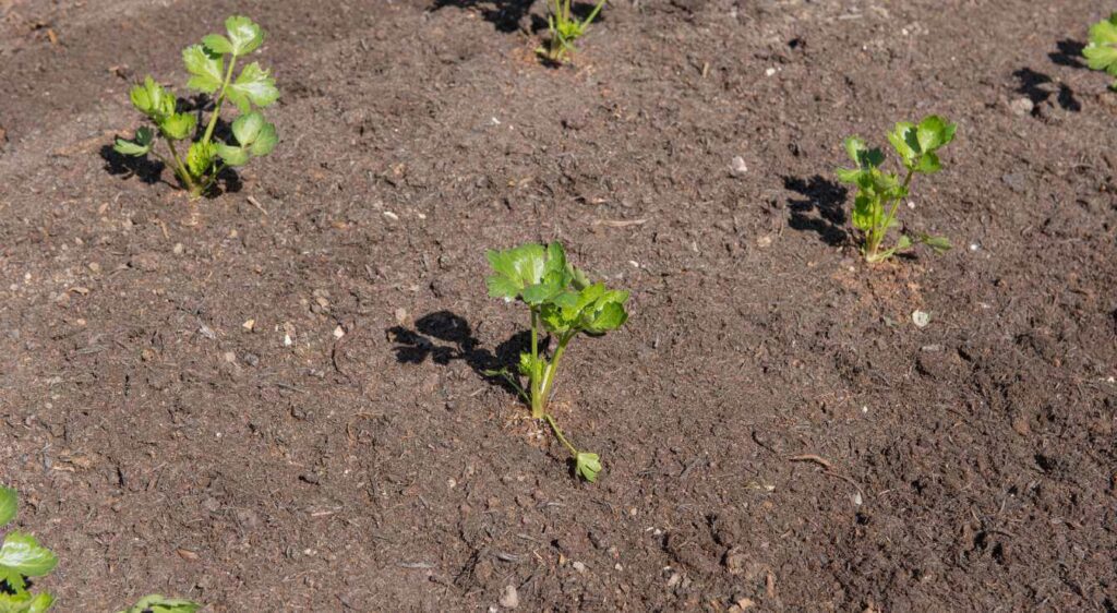quand planter le céleri rave en pleine terre