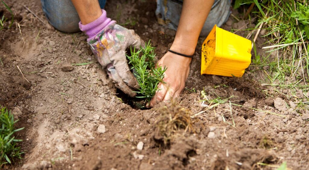 Planter le romarin