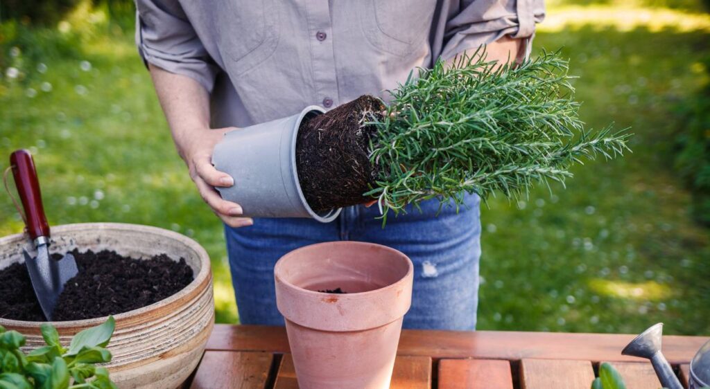Planter le romarin