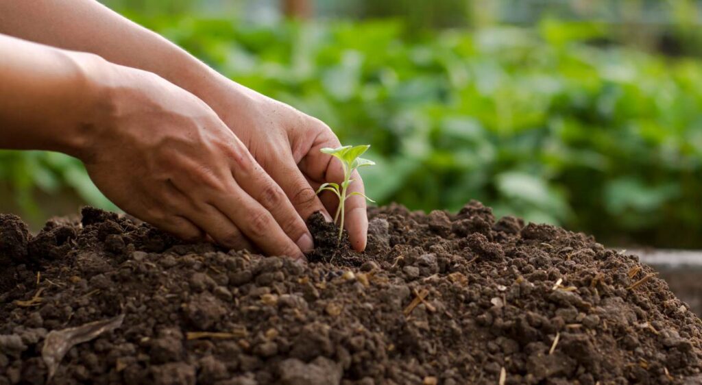comment planter les tomates
