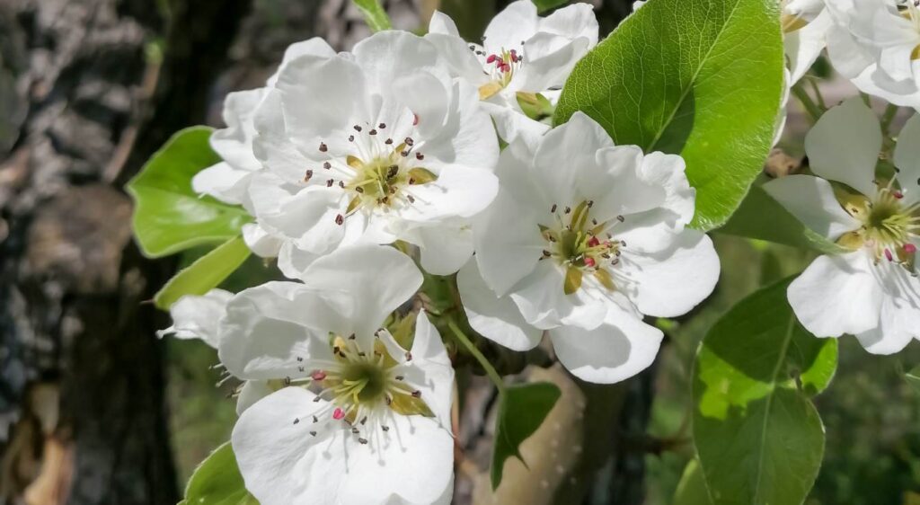 fleur de Poire Louise Bonne