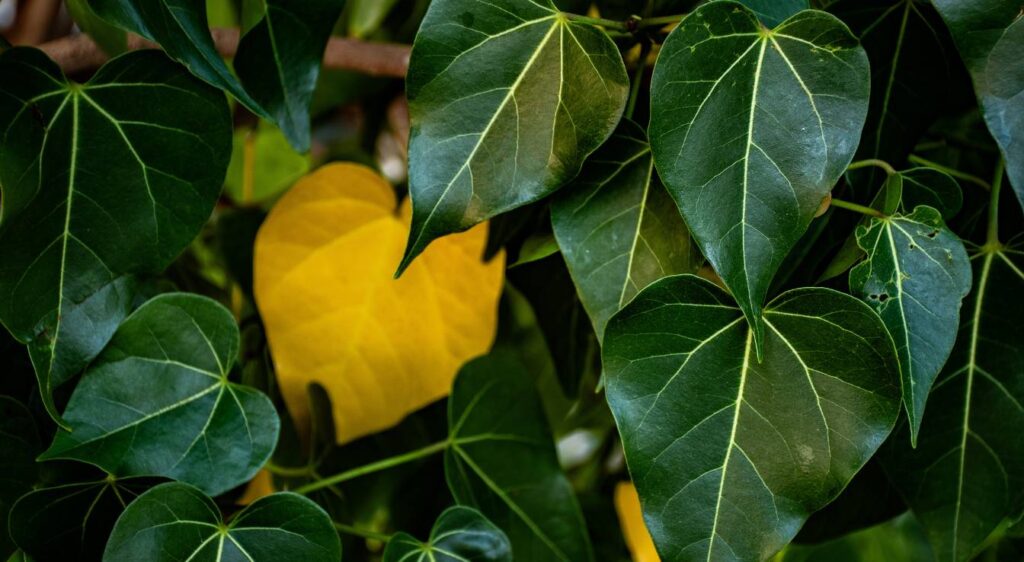 Pourquoi ma plante verte a des feuilles jaunes