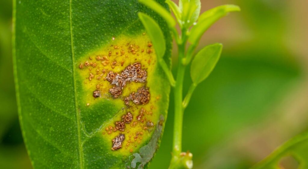 Pourquoi ma plante verte a des feuilles jaunes