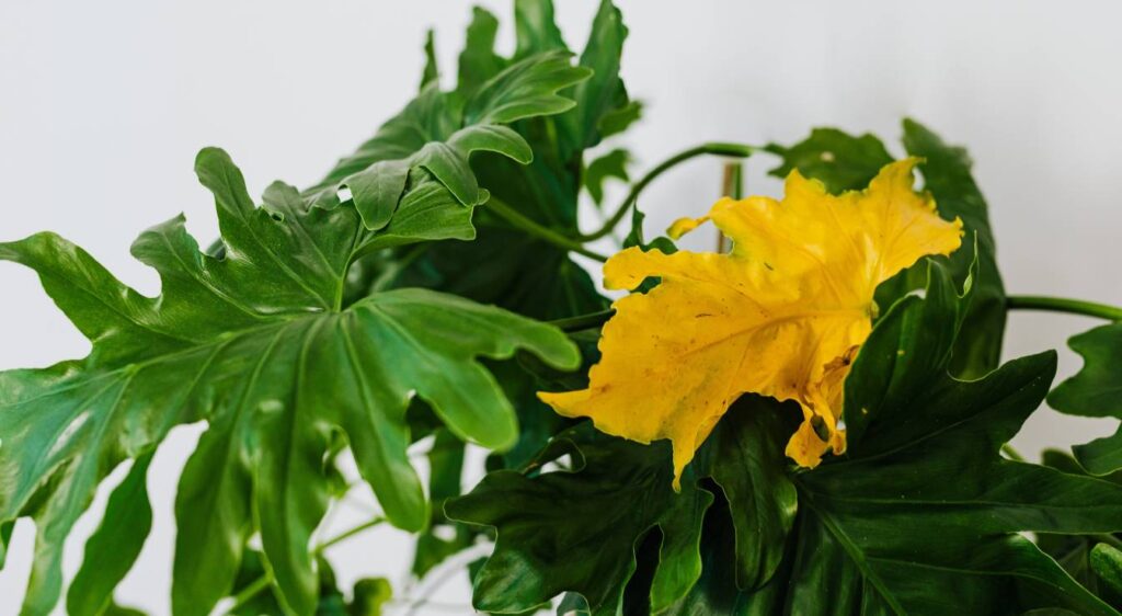 Pourquoi ma plante verte a des feuilles jaunes