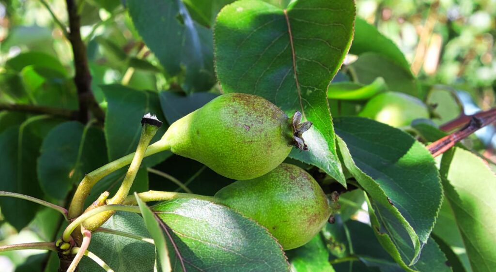 poire beurre et hardy