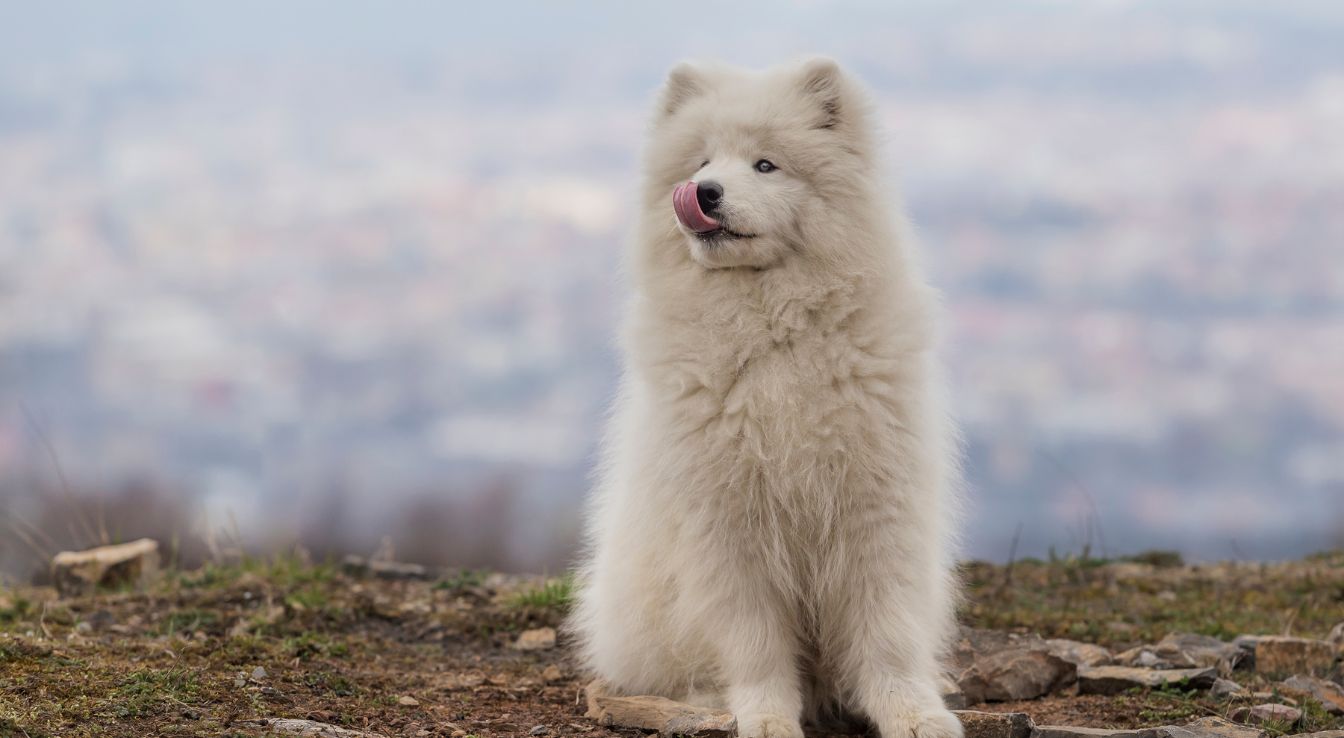 Samoyed Types Samoyède Type Le Nôtre : Guide Complet Pour Bien Le Choisir