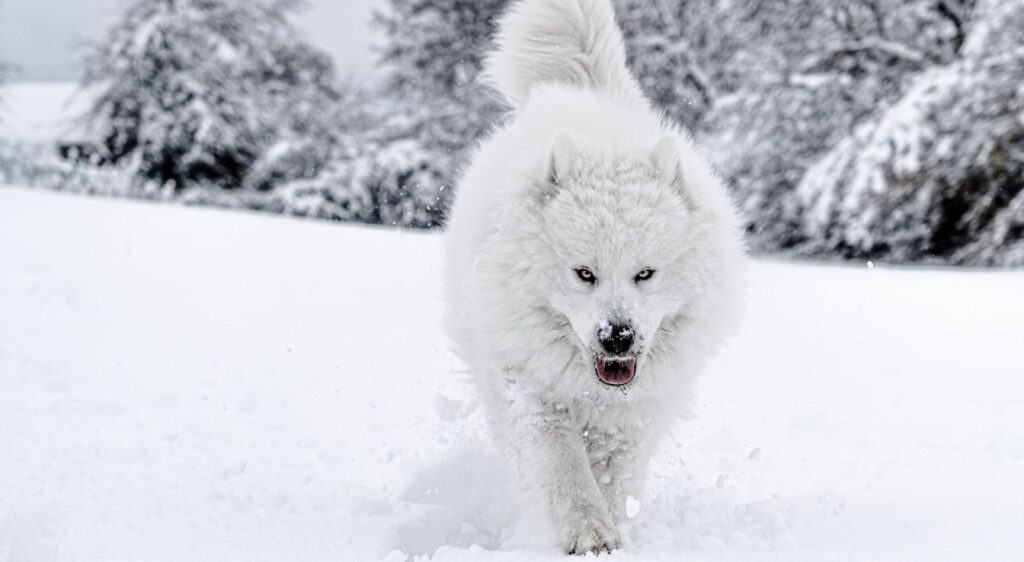 Samoyède type le nôtre