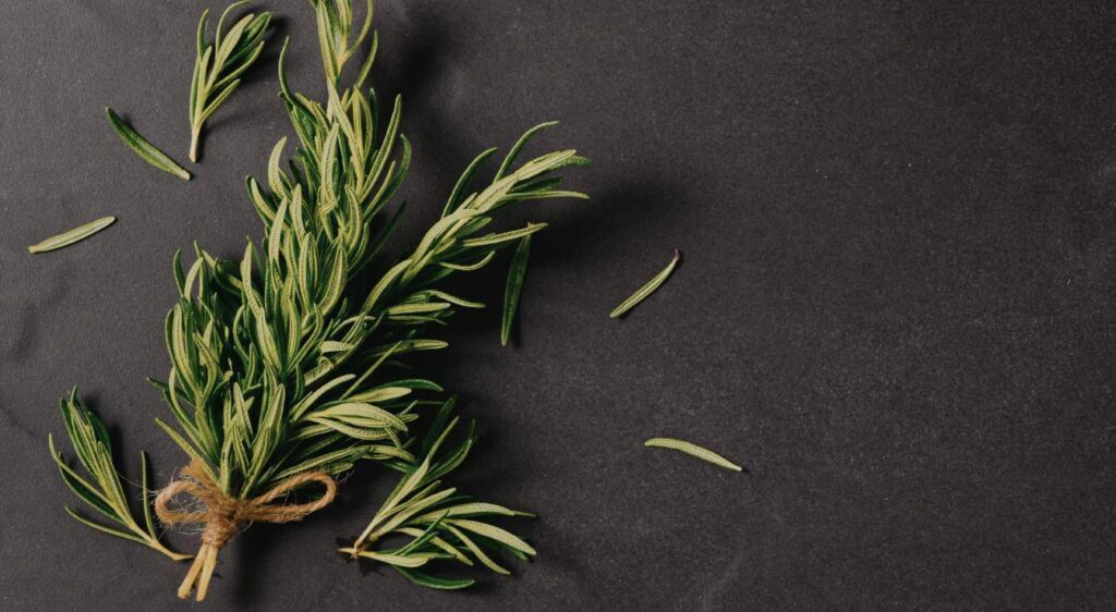 tisane de romarin bienfaits​