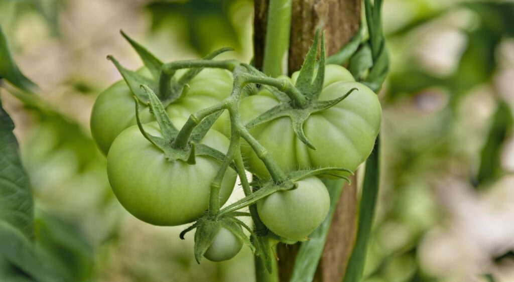 Tomate Marmande