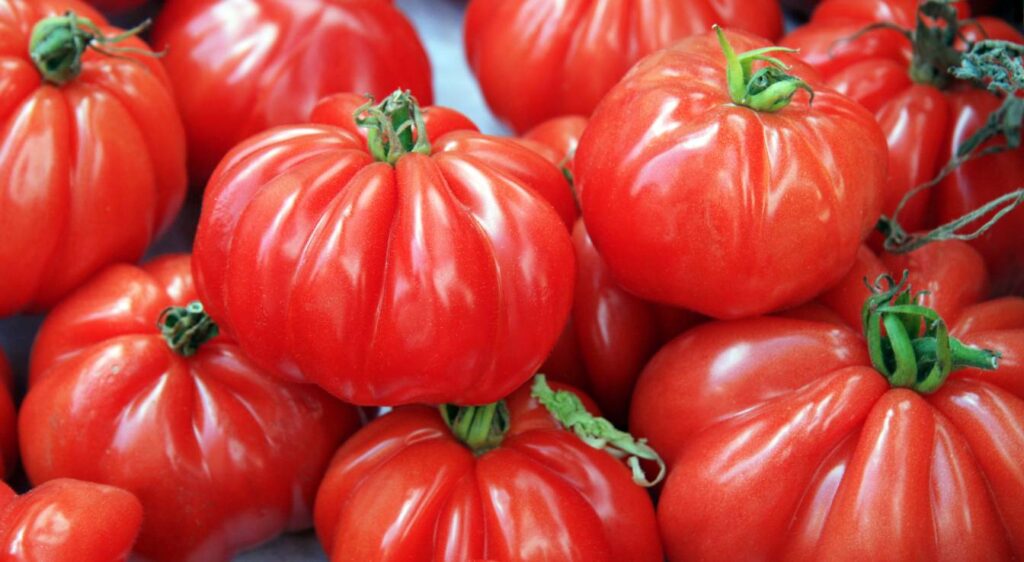 Tomate Marmande
