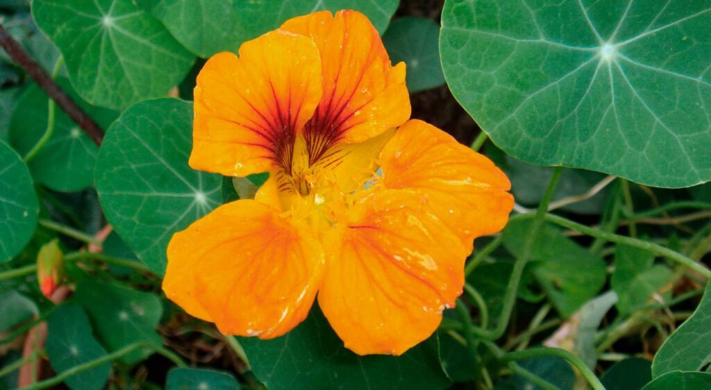 Tropaeolum majus