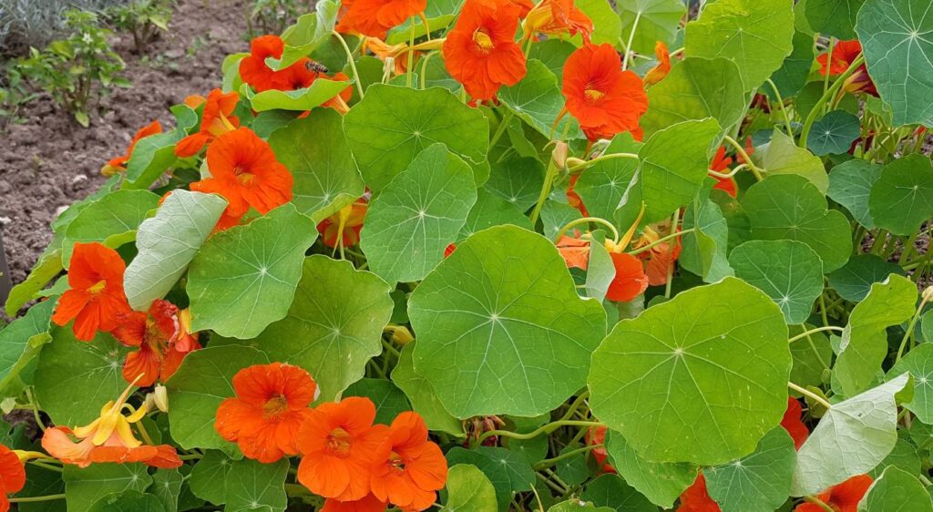 Tropaeolum majus