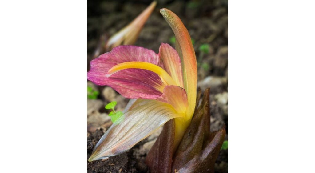 Zingiber mioga plante