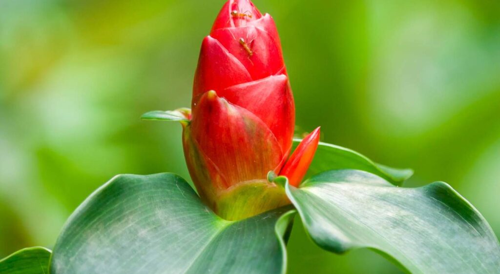 plante Zingiber zerumbet