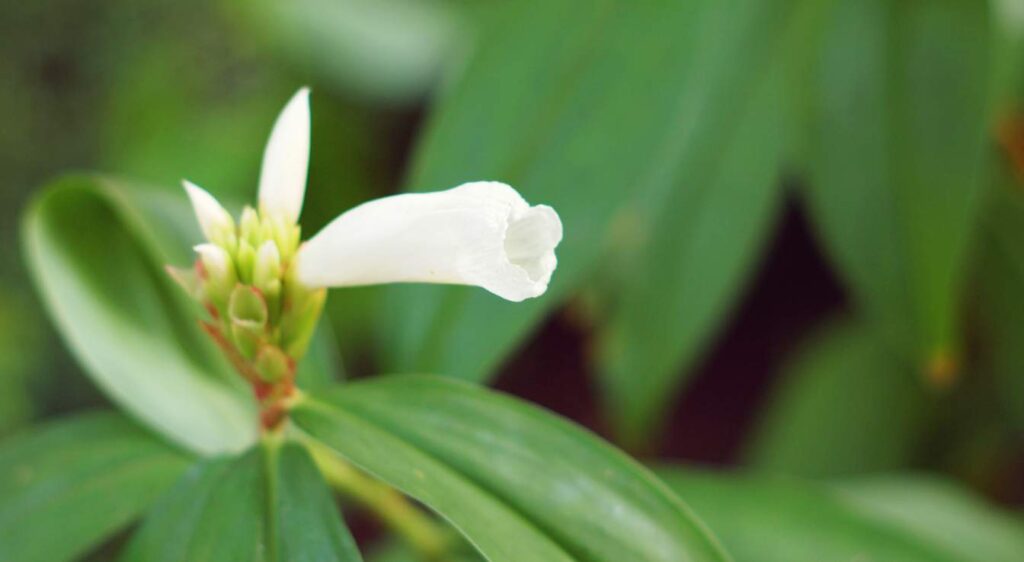 Zingiber zerumbet fleur