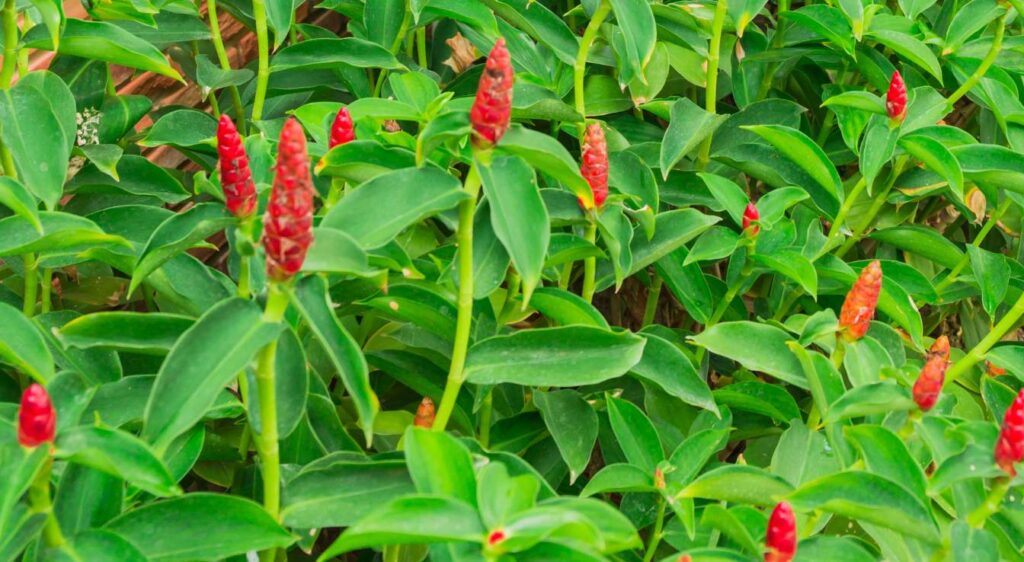 Zingiber zerumbet plante