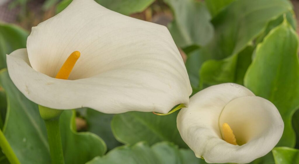 arum blanc