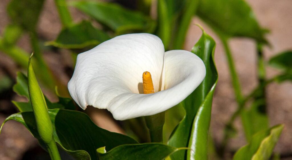 arum blanc entretien