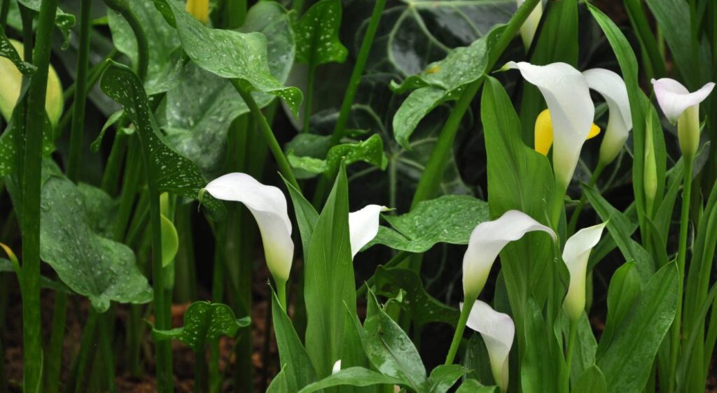 planter l'arum blanc