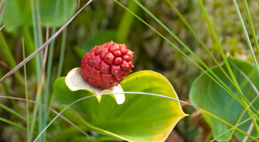 calla d'eau fruit