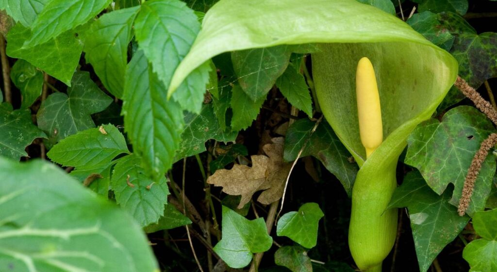 arum d’éthiopie