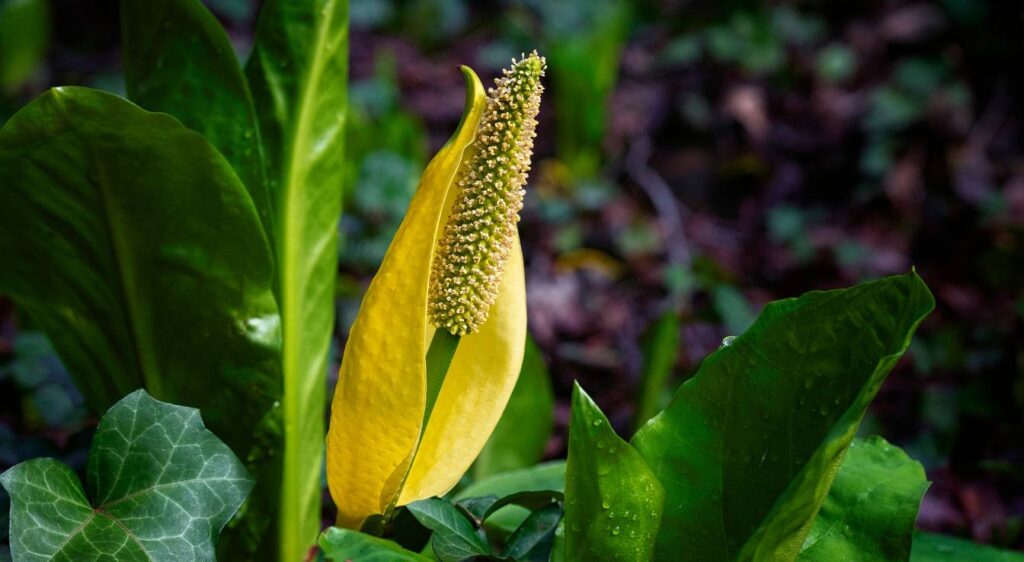 arum jaune