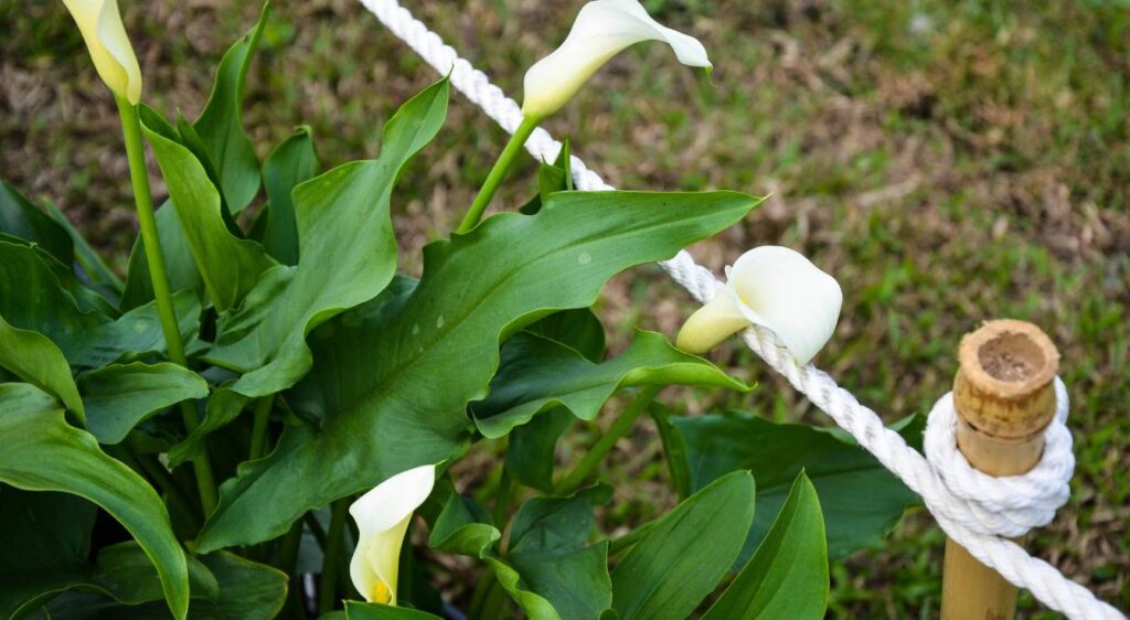 arum lily entretien