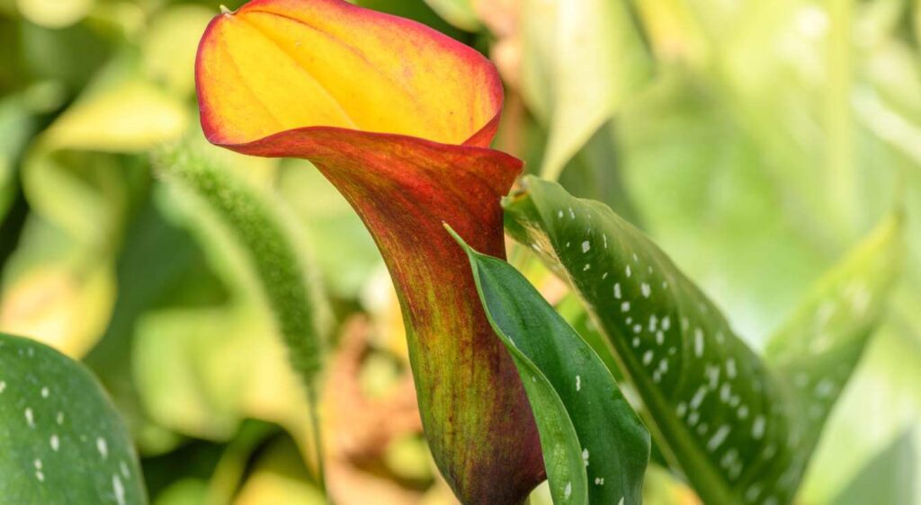 arum orange entretien​