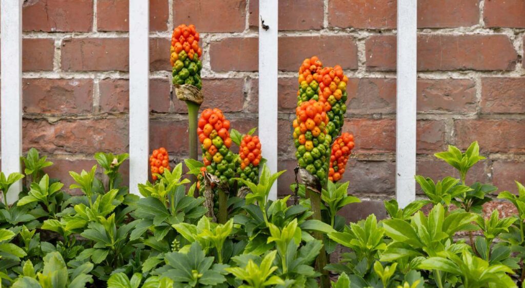 arum de couleur orange​